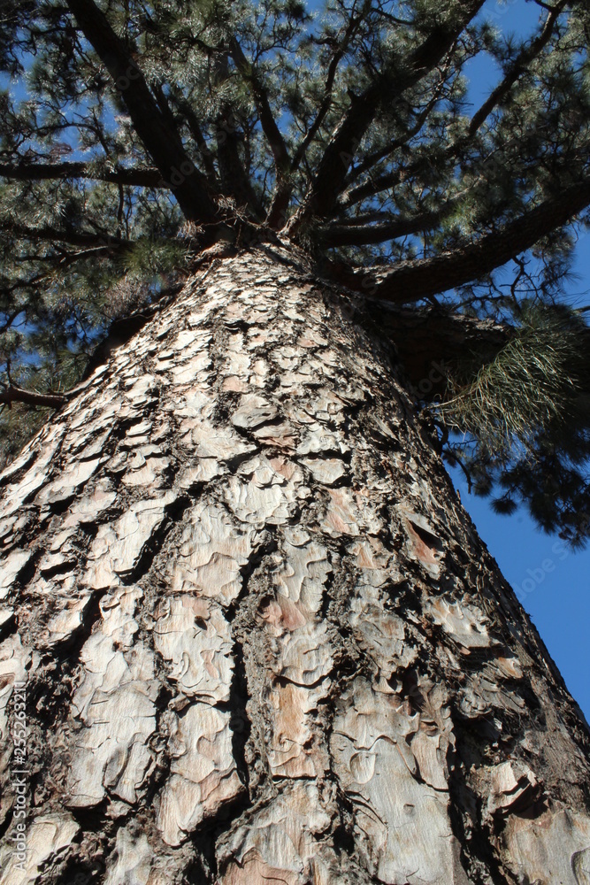 Old Pine Tree Old Pine Tree