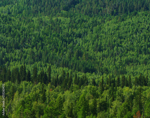 Siberia, taiga - Wildlife, mixed forest. Woods background