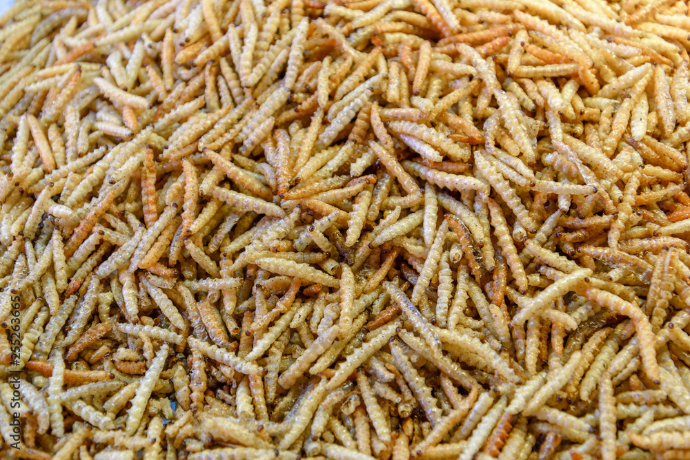 Fried or bake bamboo worm, pupae in Bamboo, eating insect culture as snack in Thailand. Background pile of cook bamboo worm. Fried or bake bamboo worm, pupae in Bamboo, eating insect culture as snack in Thailand. Background pile of cook bamboo worm.