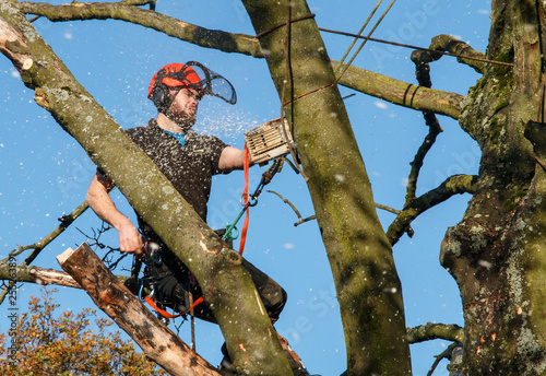 Tree surgeon using a chainsaw high in a tree being felled