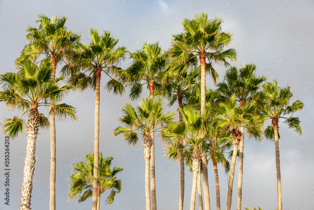 Obraz premium Sunlit tall palm trees against a grey stormy sky