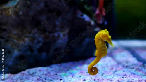 Sea horse in aquarium. These seahorses live in the warm seas around Indonesia, Philippines and Malaysia. They are usually yellow and have an unusual black and white striped nose.