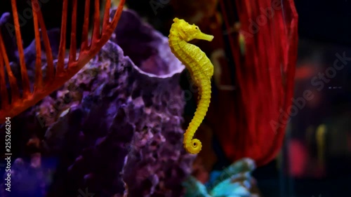 Sea horse in aquarium. These seahorses live in the warm seas around Indonesia, Philippines and Malaysia. They are usually yellow and have an unusual black and white striped nose.