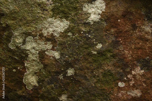 dry moss on stone in nature texture and background