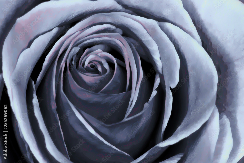 Obraz premium Streszczenie różany akwarela w kolorze szarym z nutą różu