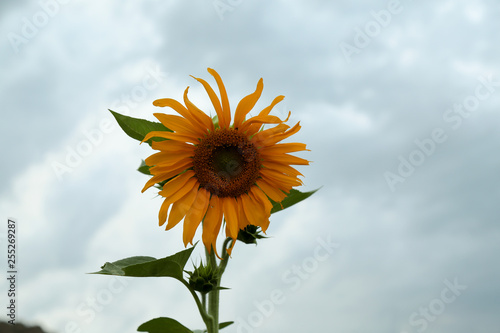 Sunflowers in Field.erzurum