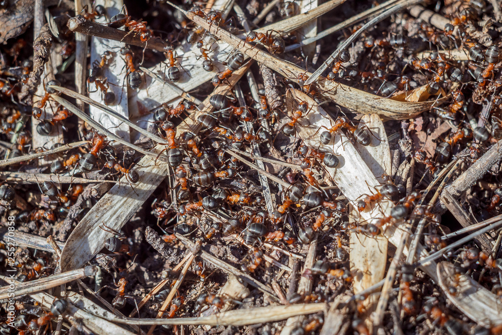 funny group of ants top view of the working day of their lives and relationships in the team on a bright sunny day. wallpaper and texture funny group of ants top view of the working day of their lives and relationships in the team on a bright sunny day. wallpaper and texture