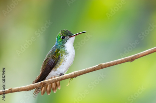 Andean Emerald Hummingbird (Amazilia franciae), Tandayapa Area, Ecuador photo
