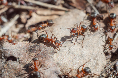 funny group of ants close up portrait working day of their life and relationships in a team on a bright sunny day. soft focus and copy space