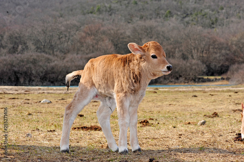 Titel: Boškarin / Istrisches Rind - Kalb auf der Weide photo