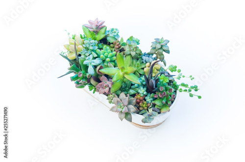 Garden of succulents in a white ceramic pot on a white background.