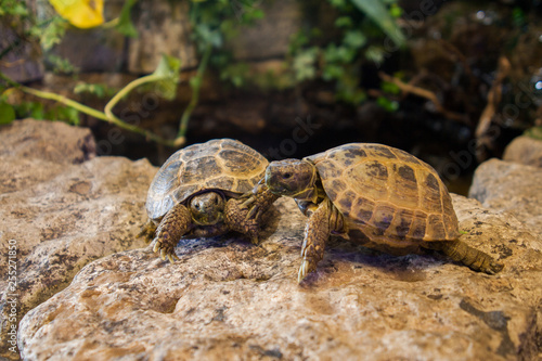 Two young pet tortoises interacting on a planted wall photo