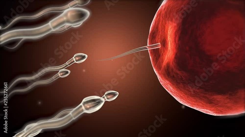Fertilization of human egg cell by sperm cell spermatozoon photo