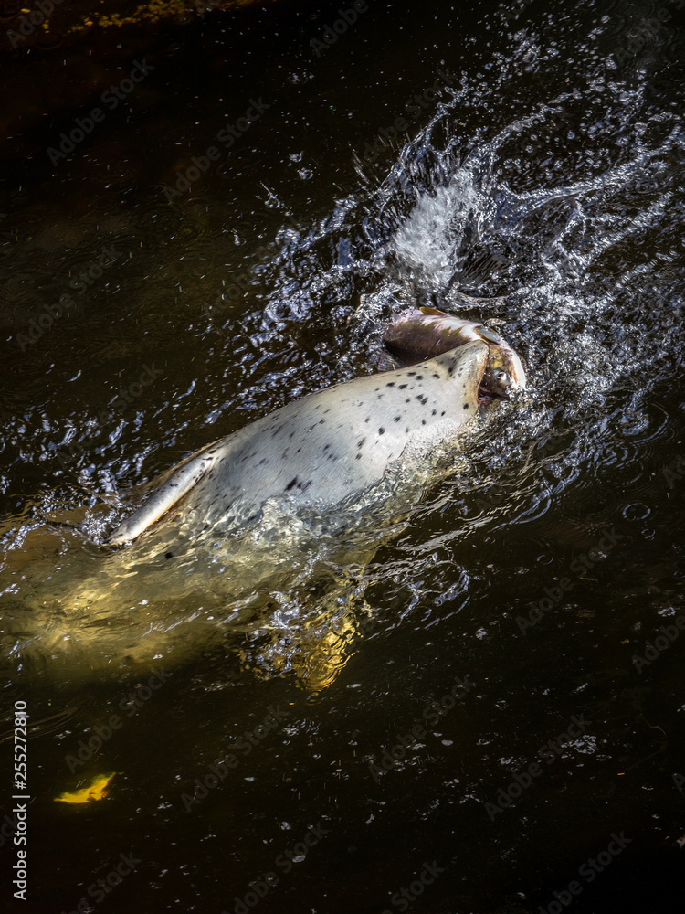 Obraz premium A Sea Lion catching a Salmon in Alaska. 