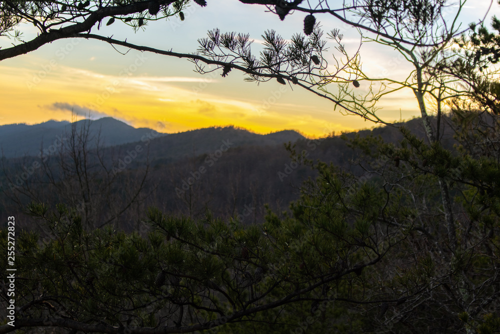 Pine tree framing sunset over smoky mountains Pine tree framing sunset over smoky mountains
