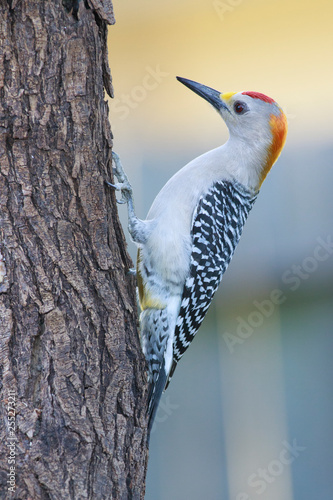 Melanerpes aurifrons golden fronted woodpecker perched on a trunk oa