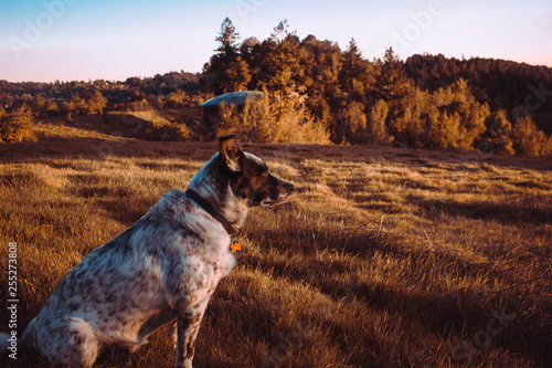 Dog in Sunset