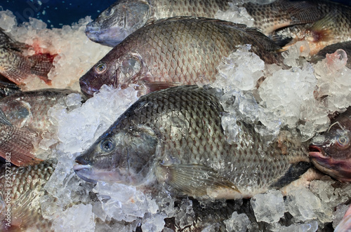 Fototapeta Naklejka Na Ścianę i Meble -  Image showing whole Tilapia fish on ice.