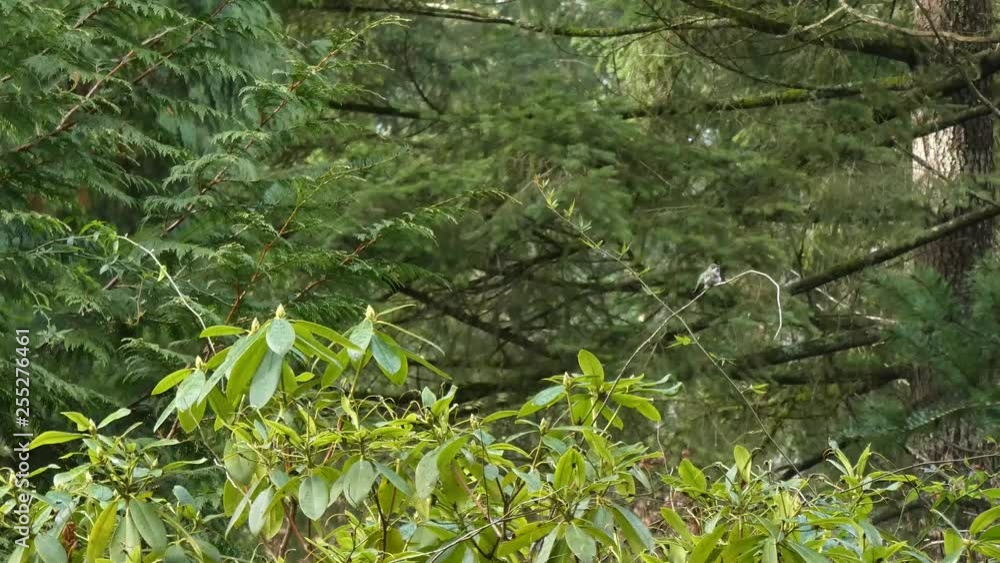 hummingbird sitting high up in tree on twig hummingbird sitting high up in tree on twig
