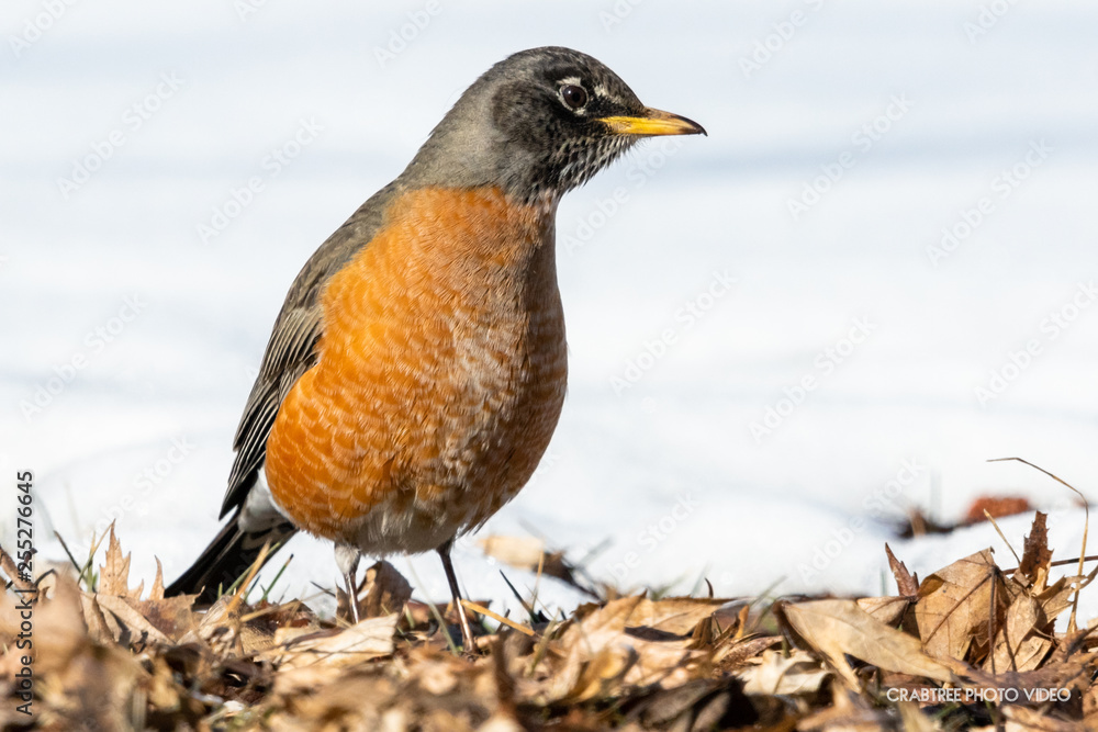 American Robin standing on the ground American Robin standing on the ground