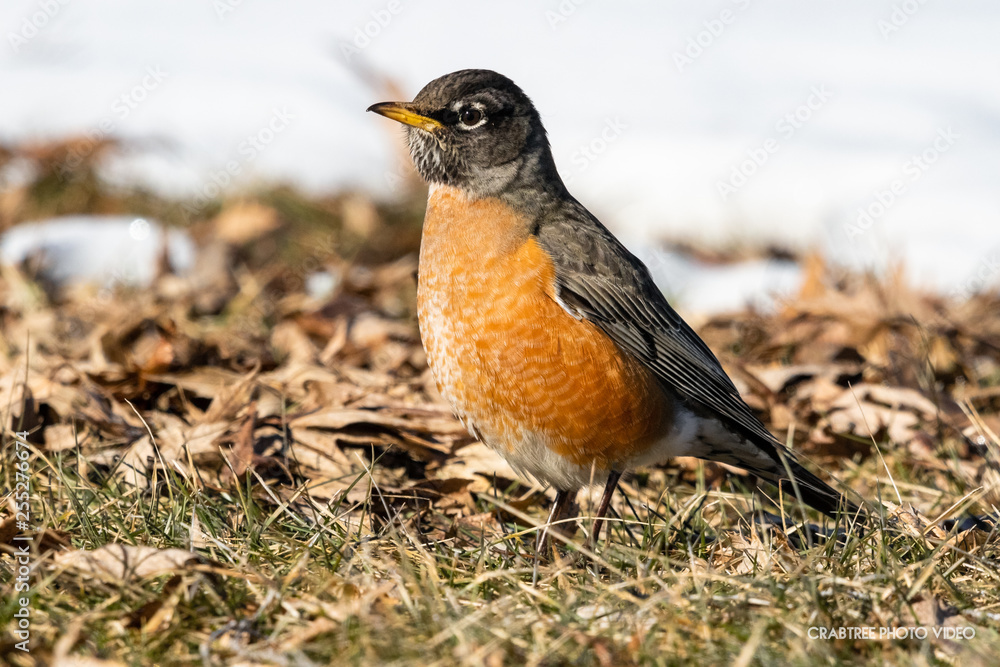 American Robin standing on the ground American Robin standing on the ground
