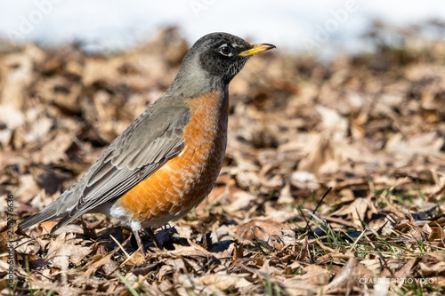 American Robin standing on the ground