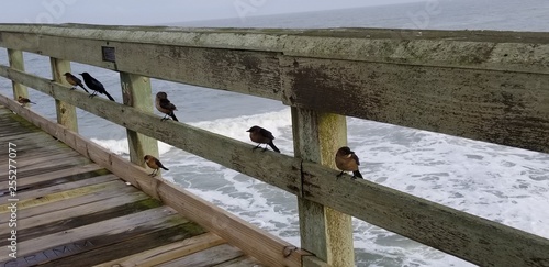 Birds on a pier 