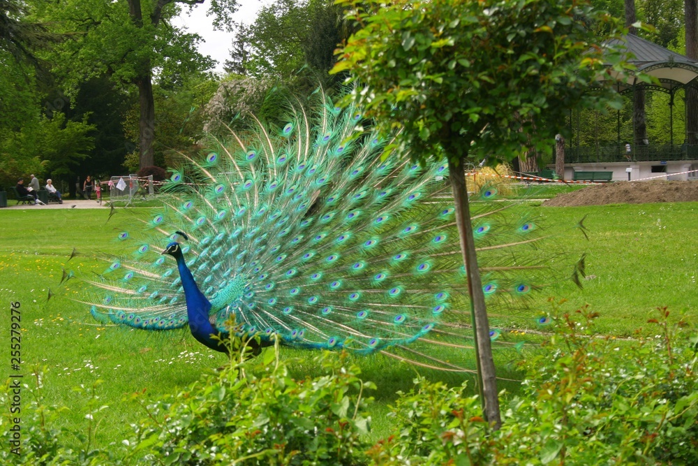 Obraz premium paon roue parc