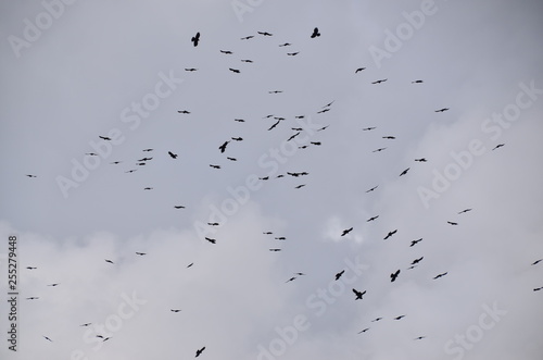 パキスタンのフンザの絶景　飛翔する野鳥の群れ photo