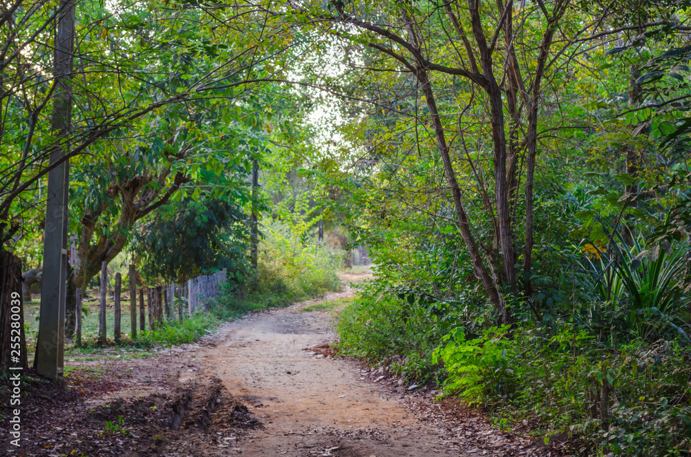 dirt road leading into trees and vegetation passing through a wooden fence dirt road leading into trees and vegetation passing through a wooden fence