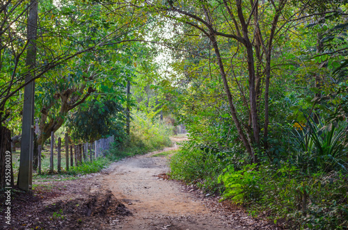 dirt road leading into trees and vegetation passing through a wooden fence