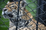 fence with barbed wire tigre