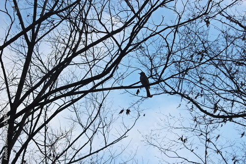 나무가지에 앉은 새