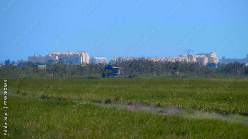 Combine-harvester is collect harvest from a rice field on the background of a nearby city in Spain. Red tractor with a trailer arrived to pick up the collected rice Combine-harvester is collect harvest from a rice field on the background of a nearby city in Spain. Red tractor with a trailer arrived to pick up the collected rice