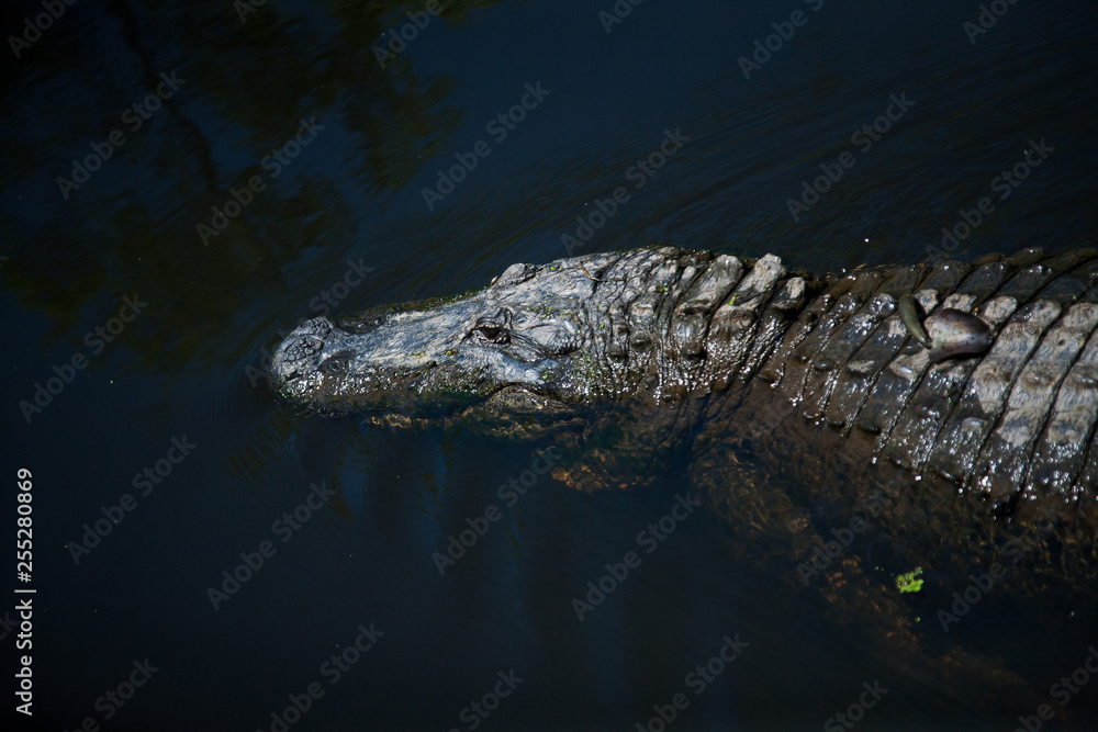 Obraz premium Alligator Crocodile in the Water Louisiana Swamp