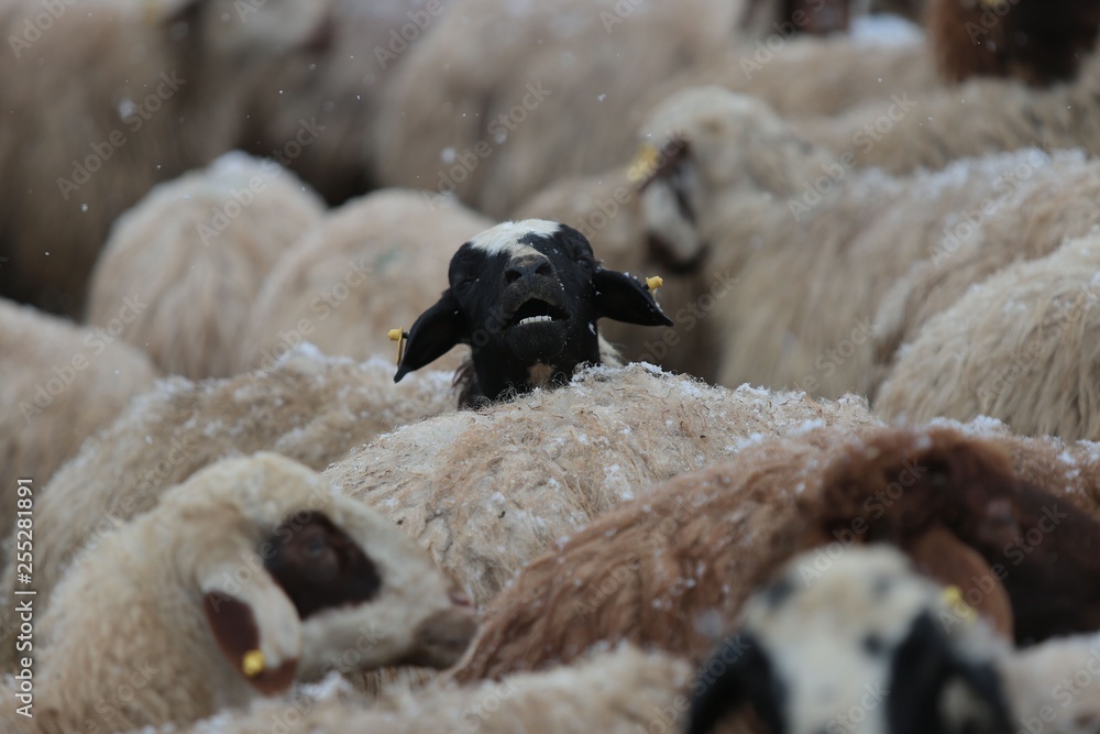 Naklejka premium Flock of sheep .Kars