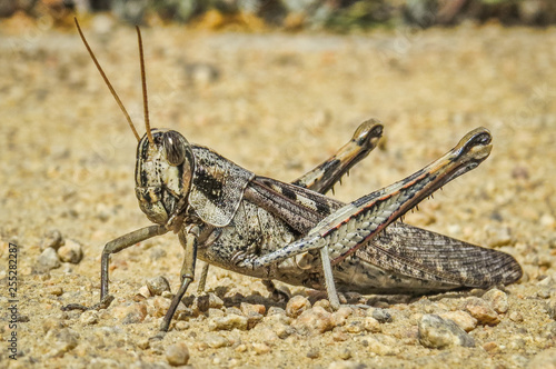 Armored Grasshopper © Wayne