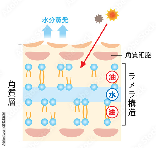 ラメラ構造が乱れた肌　断面図
