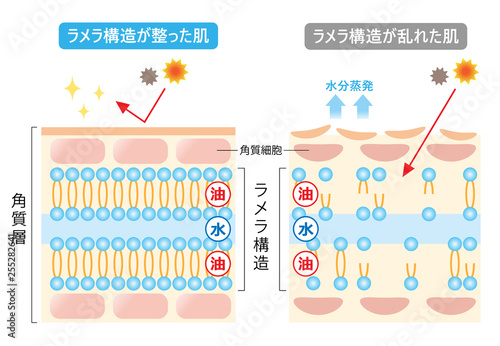 ラメラ構造　肌の断面図