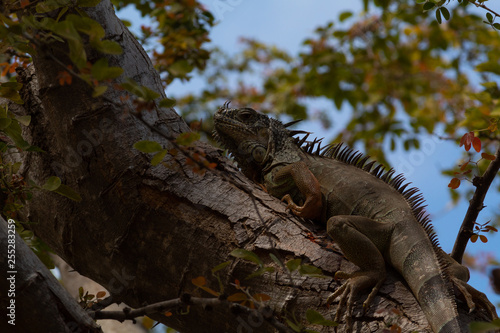 Portrait of a green and gray iguana  resting on a tree