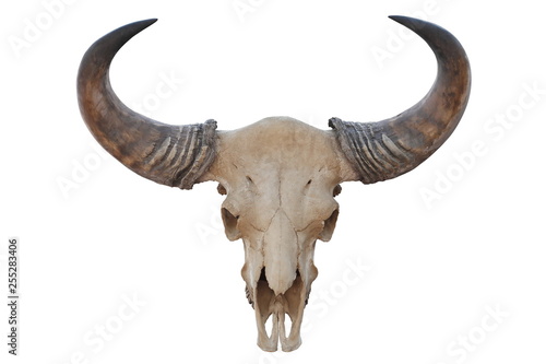 Skull of Asian bull head with sharp horn isolated on white background  photo