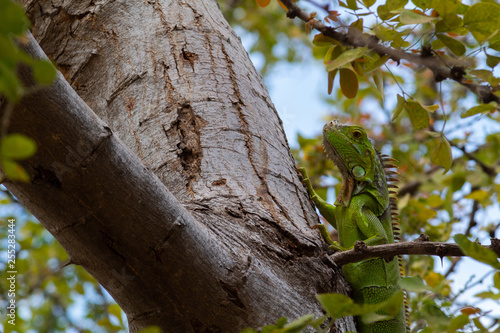 Small young green iguana climbed on a tree
