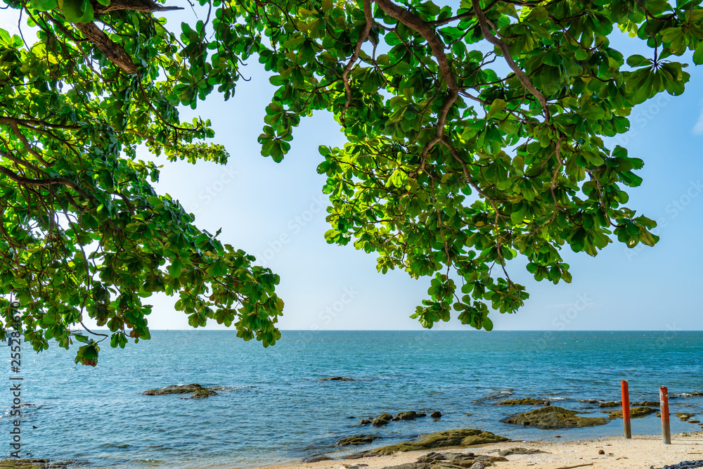 Umbrella tree at sand beach of tropical sea. Summer vacation at the beach. Branches of tree and green leaves at tropical paradise beach and sky. Summer vibes. Nature background. Calm and peaceful. Umbrella tree at sand beach of tropical sea. Summer vacation at the beach. Branches of tree and green leaves at tropical paradise beach and sky. Summer vibes. Nature background. Calm and peaceful.