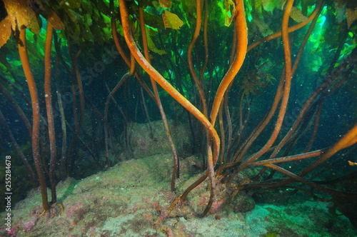Sturdy stalks of dense kelp forest of brown Ecklonia radiata holding fast to flat rocky bottom.