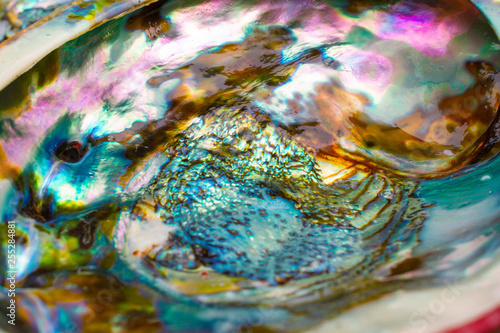 The Inside Colorful Abelone Shell 
