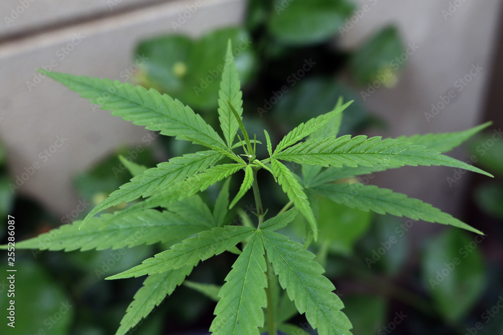 Young cannabis plant or marijuana planting in the soil top view. Young cannabis plant or marijuana planting in the soil top view.