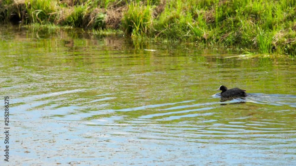 Coot attack mallard duck family Coot attack mallard duck family