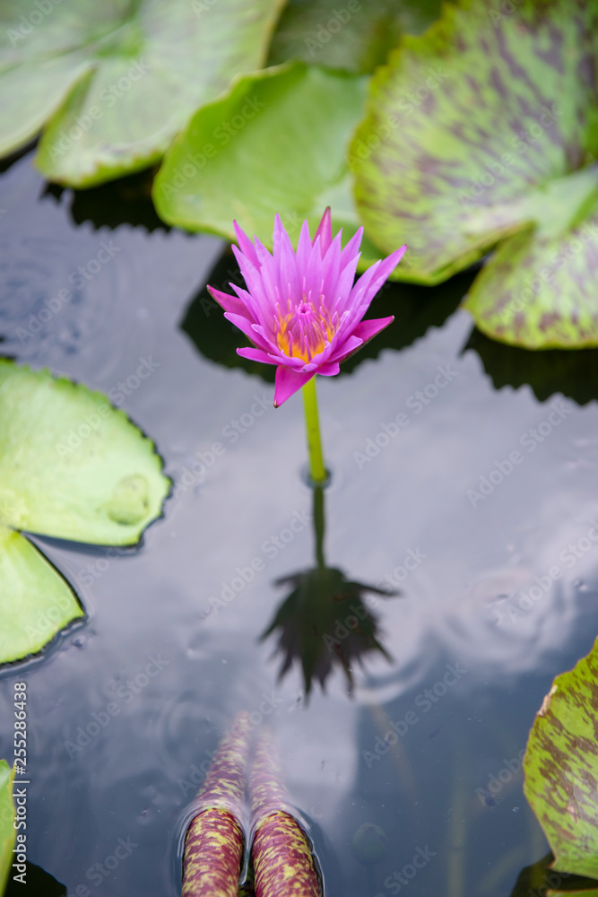 Beautiful pink lotus flower on a reflecting pool. Beautiful pink lotus flower on a reflecting pool.