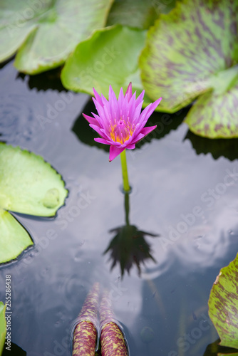 Beautiful pink lotus flower on a reflecting pool.