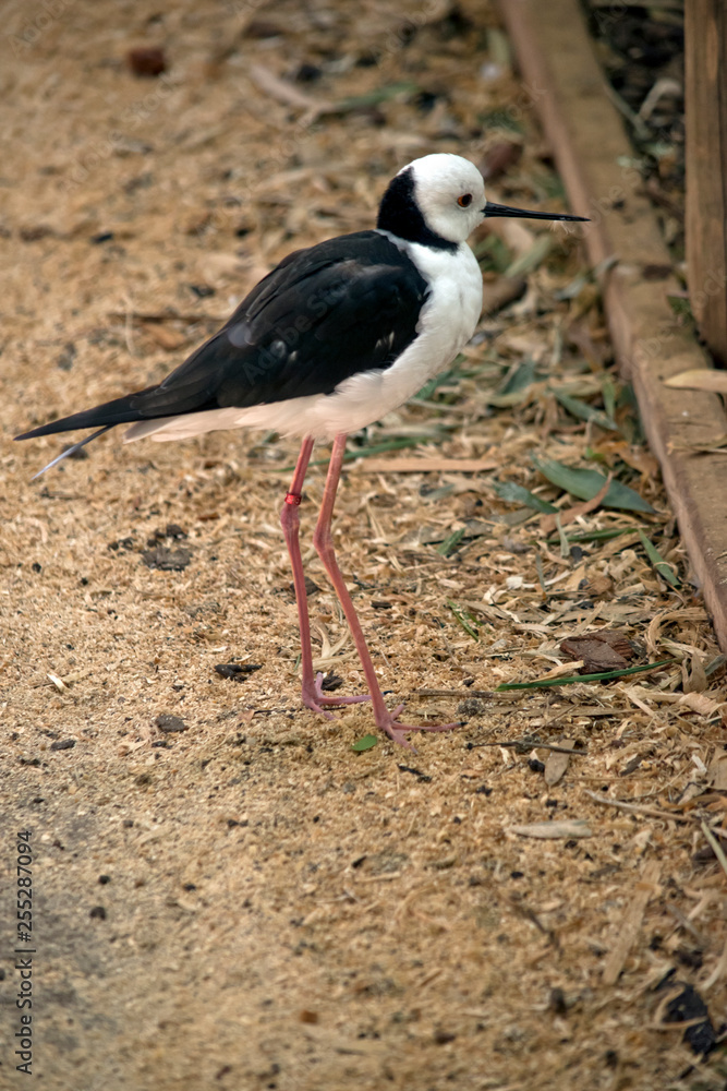 a side view of a black winged stilt a side view of a black winged stilt